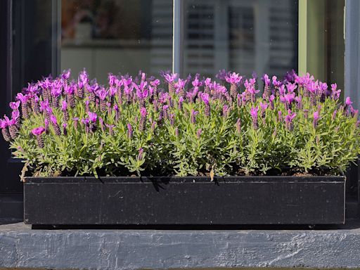 The best fragrant plants to grow in containers and window boxes for a burst of scent