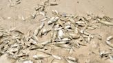 Something smells fishy: Lake Michigan beaches are covered in dead fish