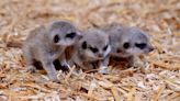 Three baby meerkats born at British safari park for the first time in almost a decade