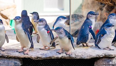 Birch Aquarium welcomes five Little Blue Penguins during first hatch season