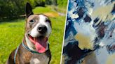 One-eared rescue dog Van Gogh paints his way into adoption