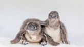 Birch Aquarium welcomes 5 Little Blue Penguin chicks this season