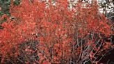 Colorful native shrub Eastern wahoo feeds insects and birds year-round