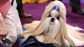 You need to see the 7 prize winners at this year's Westminster dog show