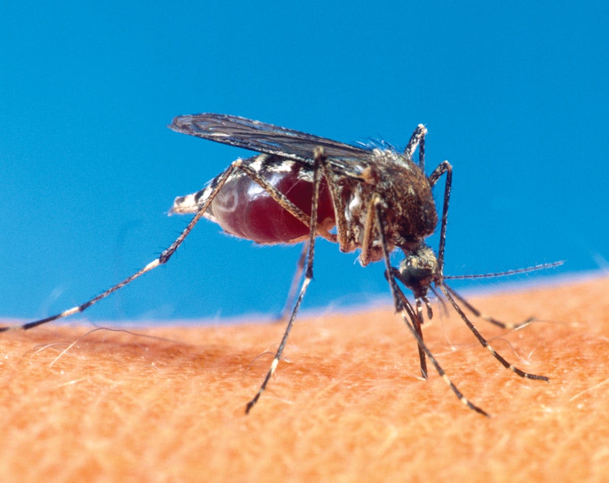 Are mosquitoes worse in Wisconsin this year?