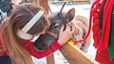 Christmas markets, shows at the Coronado and more: 22 things to do in the Rockford area