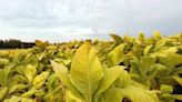 Kentucky farmers lied on crop insurance policies to boost payouts, grand jury alleges