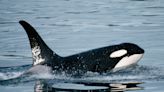 Killer whales near Spain have sunk 3 sailboats. A lonely orca named Luna who got separated from his family 20 years ago also damaged boats — but scientists say he just wanted to play.
