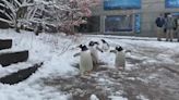Pittsburgh Zoo announces new experience that will let you help lead penguins through parade route