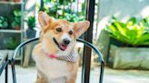 TikToker Shows Off NYC's Dog Cafe and We're Ready to Book a Flight ASAP