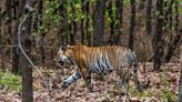 Madhya Pradesh Tiger Reserves Closed Till October; Here’s WHY