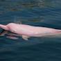 Delfin rosado
