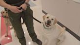 K9 officers assist SROs at Iredell Statesville Schools