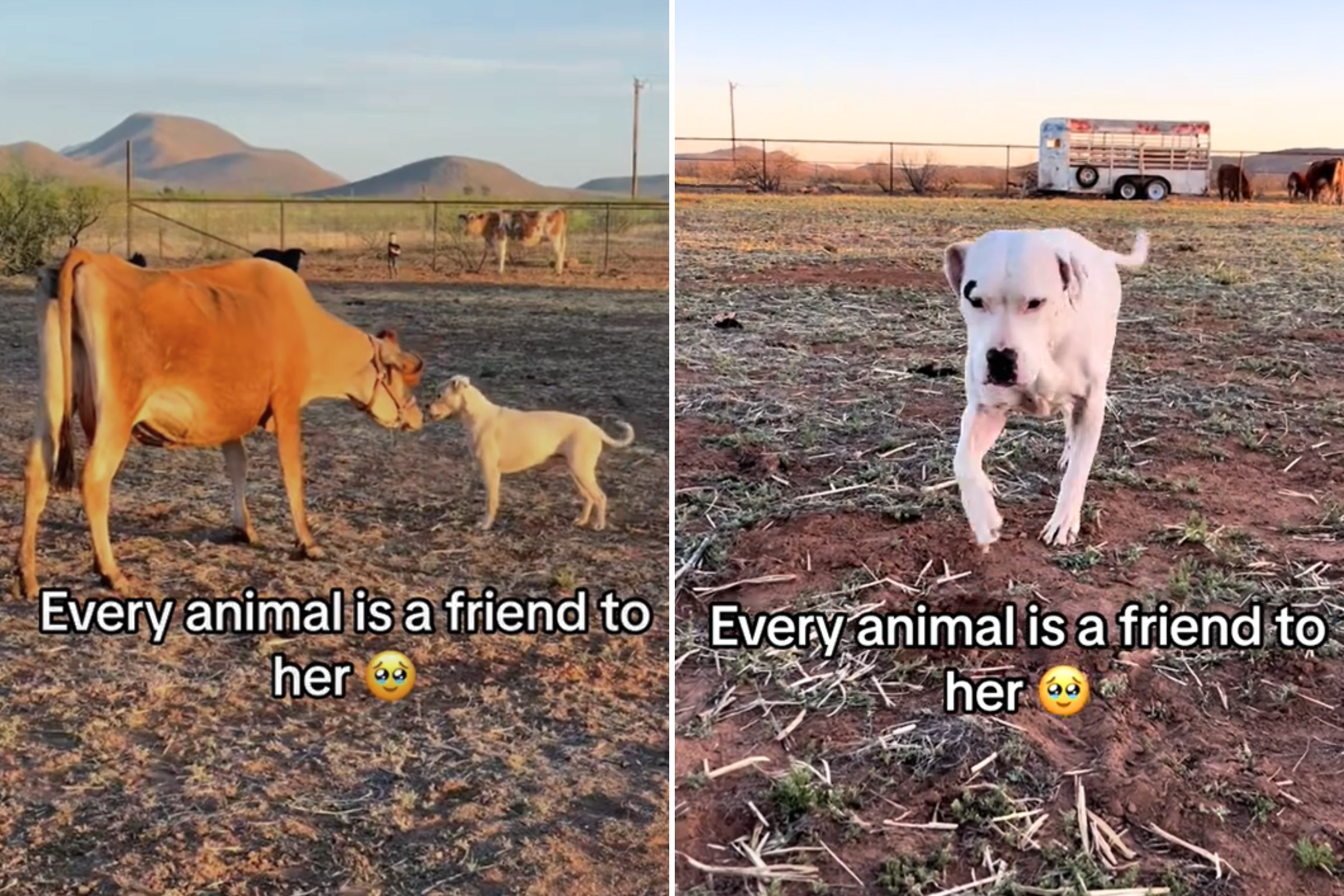 Deaf rescue pitbull serves no purpose on the farm but loves causing 'chaos'