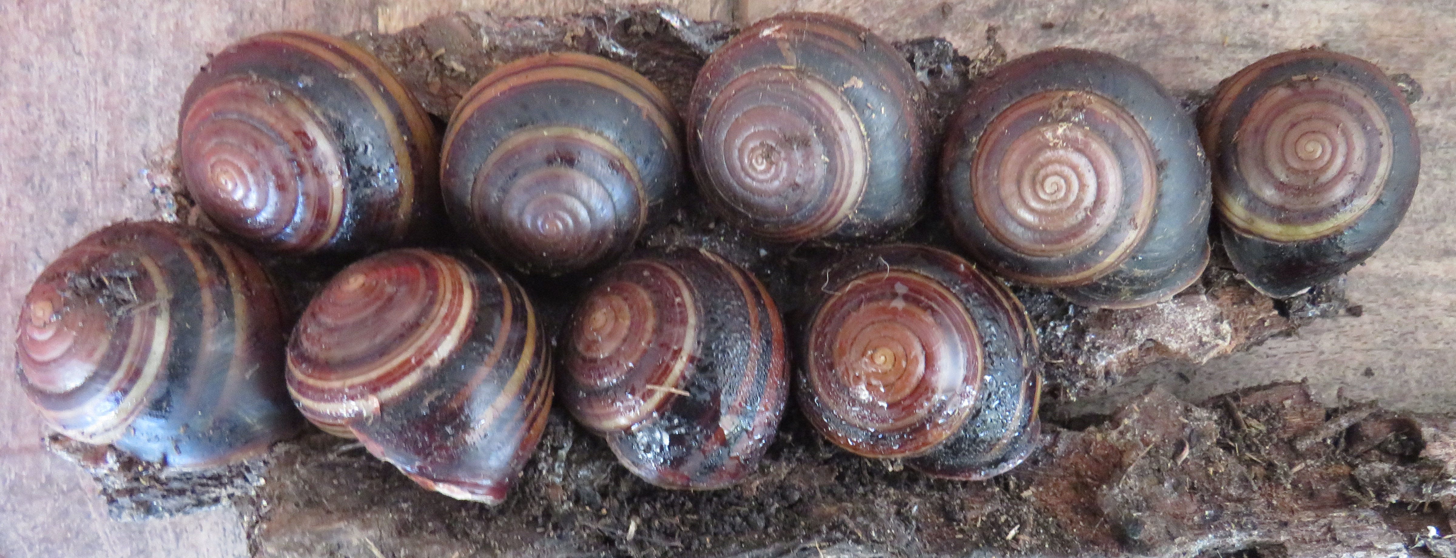 Robert Irwin, son of 'Crocodile Hunter', reveals snail species in Australia named for him