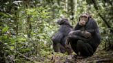 Chimps go through menopause. That could shed light on how it evolved in humans.