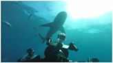 World’s Biggest Bull Shark? Streaming: Watch & Stream Online via Disney Plus