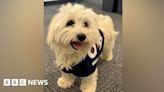 ‘Wellbeing’ dog joins Bedfordshire police team