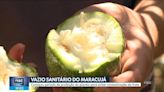 Plantação de maracujá é proibida e pomares da fruta são eliminados em SC; entenda 'vazio sanitário'