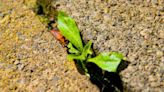 Kill weeds on patios with water method that is more effective than vinegar