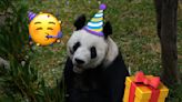 ¡Queremos pastel! Así festejó la panda Xin Xin su cumpleaños 34 en Chapultepec