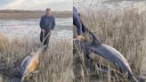 Video: así fue el emotivo rescate de dos delfines varados en las playas de Río Negro