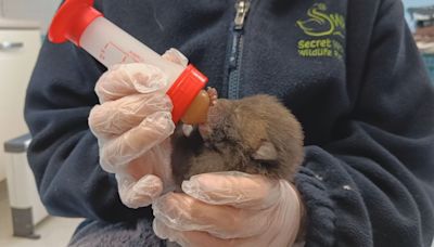 Animal rescue centre 'inundated' with orphaned wildlife | ITV News