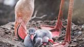 Tiny Baby Flamingo Getting Groomed at San Antonio Zoo Is Stealing Hearts Everywhere