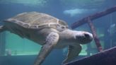 Sea Turtle Rehab Center returns to Boca Raton with opening event