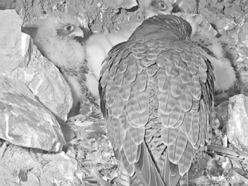 Live camera shows peregrine falcons nesting on Alcatraz Island