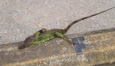 Answers sought after deaths of iguanas found with legs bound across MS Coast, Louisiana