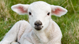 Precious Lamb Born Without Hooves Finds Loving Home at Australian Rescue