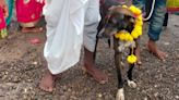 This missing dog walked 200 km from holy town of Pandharpur to its village in Belagavi