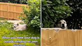 Woman who owns the "nosiest dog" gets hilarious text from neighbor