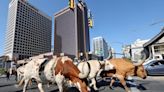 See photos of the Days of ′47 Cattle Drive in Salt Lake City