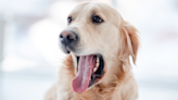 Golden Retriever's Face After Dog Dad Does Magic Trick Is So Pure