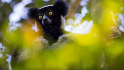 Madagascan lemur ‘honks’ are music to our ears