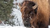 Yellowstone Visitor, 83, Seriously Injured After Being Gored by Bison