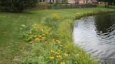 Protecting the waterfront is an important part of Florida-Friendly landscaping