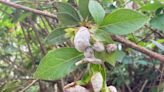 What’s growing on my shrub? LSU AgCenter answers