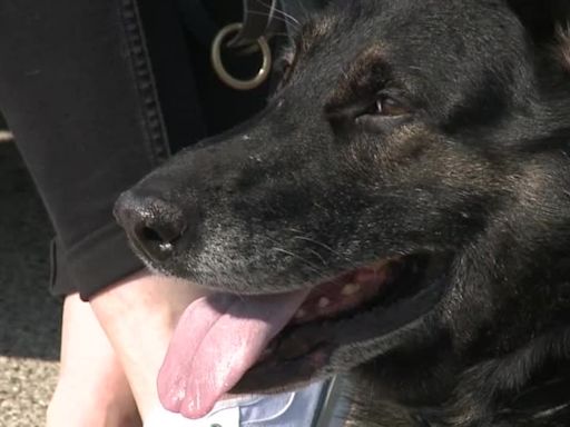 K-9 Bane End of Watch; retired St. Francis police dog passes away