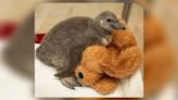 Columbus Zoo mourning sudden loss of Humboldt penguin born in March