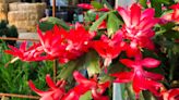 Facts about Christmas cacti and how to care for the tropical plants that thrive in cool temps