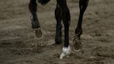 Professional horse rider dies in fall during international tournament in Devon