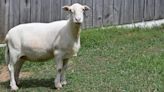 18-year-old Maisey the Katahdin sheep enters her 18th Maryland fair as oldest of her breed