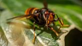 Man captures 'enormous' hornet in home - and there's method to identify them