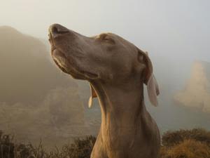 Research reveals dogs can smell stress and it alters their behavior | Fox 11 Tri Cities Fox 41 Yakima