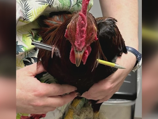 Street survivor to sanctuary, "Robin Hood" the Rooster finds safety after harrowing journey in California