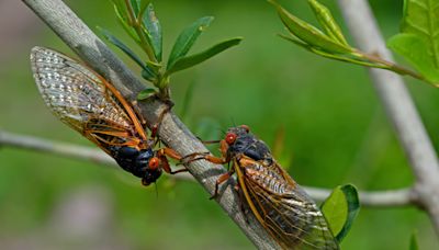 Cicada map shows states where broods have emerged