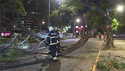 無風無雨突然斷裂！北市敦化國小前「樹幹倒塌占用車道」